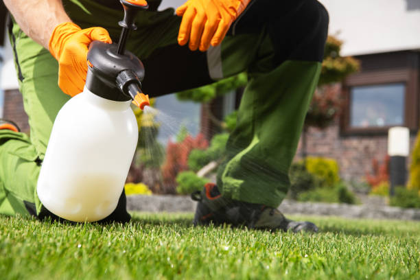 Best Termite Control Services  in Poinciana, FL