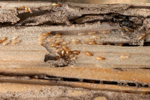 Best Affordable Pest Control Services  in Poinciana, FL